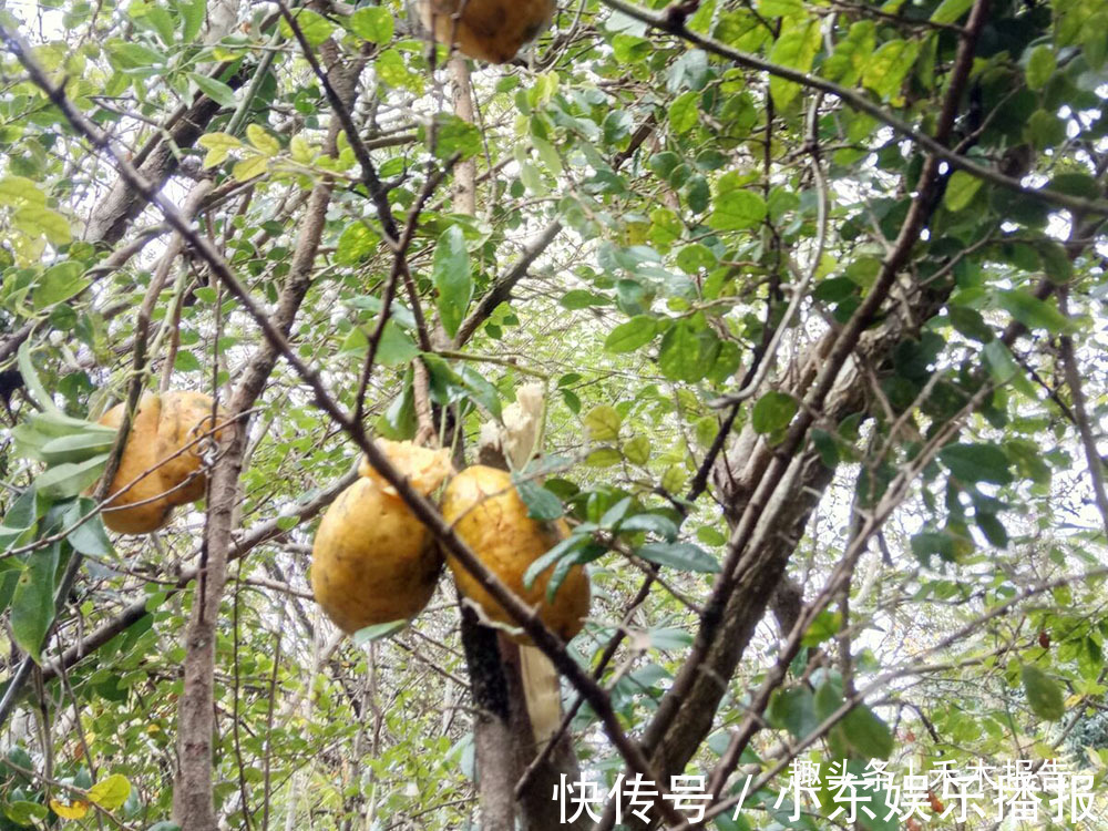 牛卵坨|俗称“牛卵坨”,儿时常摘来当零食吃,如今15元一斤成热门水果