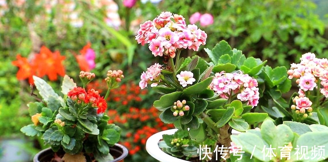 养长寿花不能“懒”,做好4要点,一茬接一茬开不停,尤其是第3点