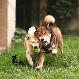 光知道柴犬当然还不够 柴犬还分4个品种 你见过几种 快资讯