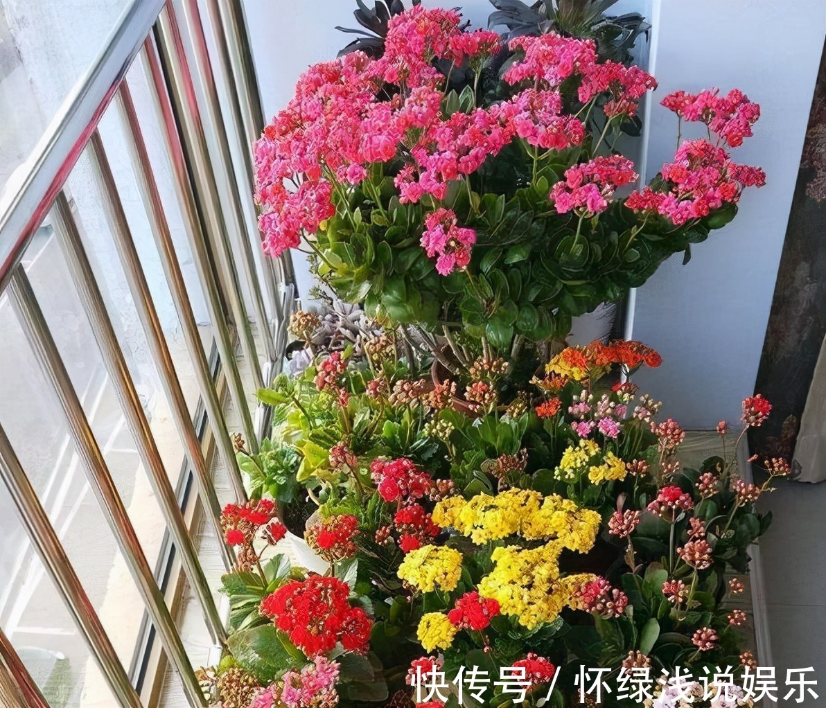 十大旺财花越老越值钱，建议养一盆，越养越富贵