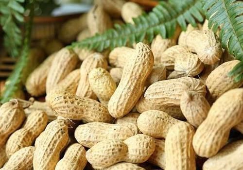 管住|花生营养价值高,不过这4种人尽量别吃,以后遇到请管住嘴!