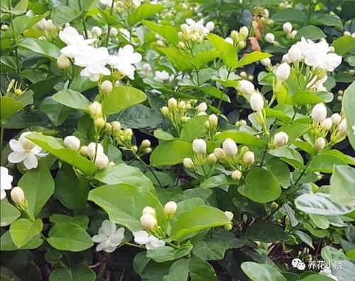 家里没有阳光,不要去养3种花,养了也不开花