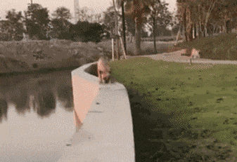 |搞笑GIF:这就是海鲜馄饨呀,就这么一个小虾米呀