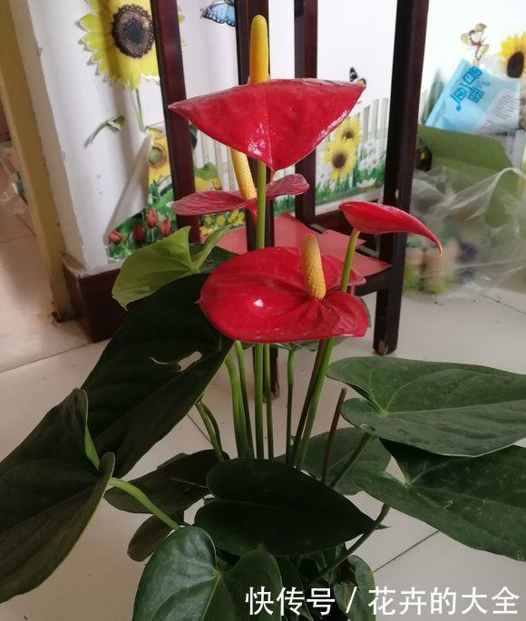  绿叶|红鹅掌养护好，绿叶出现焦边，开花数量少，老花农教你解决