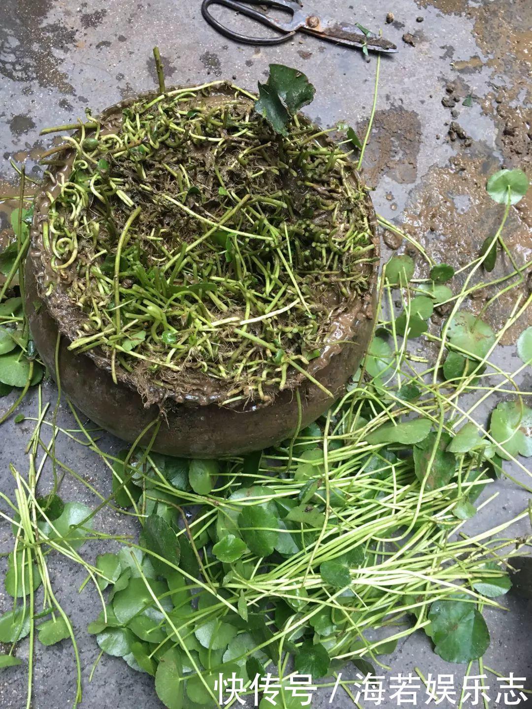 珠子|家里养了这花,小孩最喜欢,好看好玩太值了!