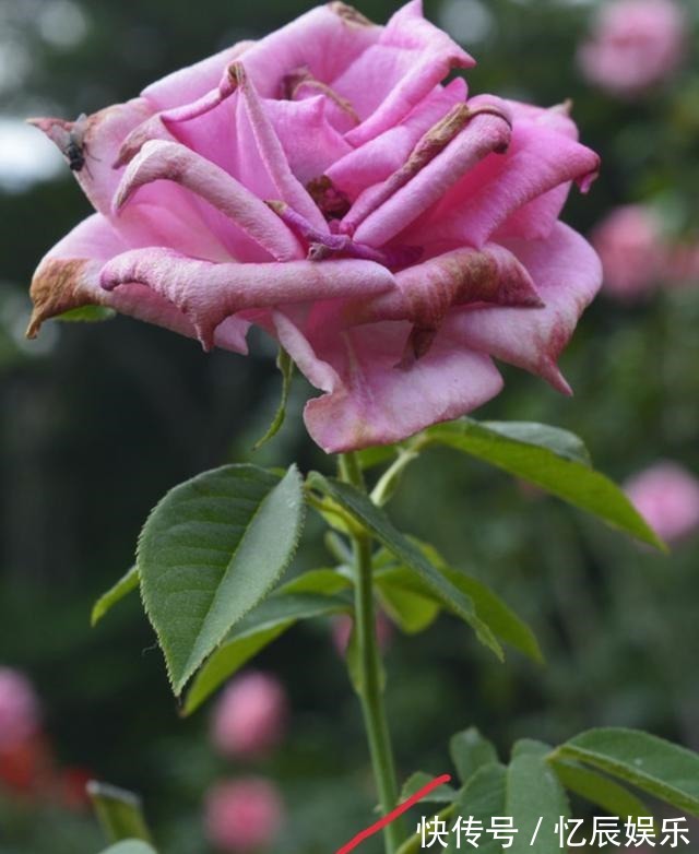 怎么修剪月季花才能越开越多教你几个修剪技巧