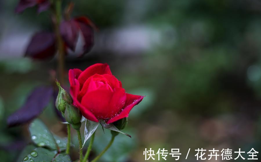 爆盆|月季夏天黑杆不用担心,可能3点没有做好,改变养护入秋就爆盆