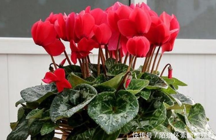 4种花养家里 ,沾土就活,轻松花开爆盆,一养就上瘾!