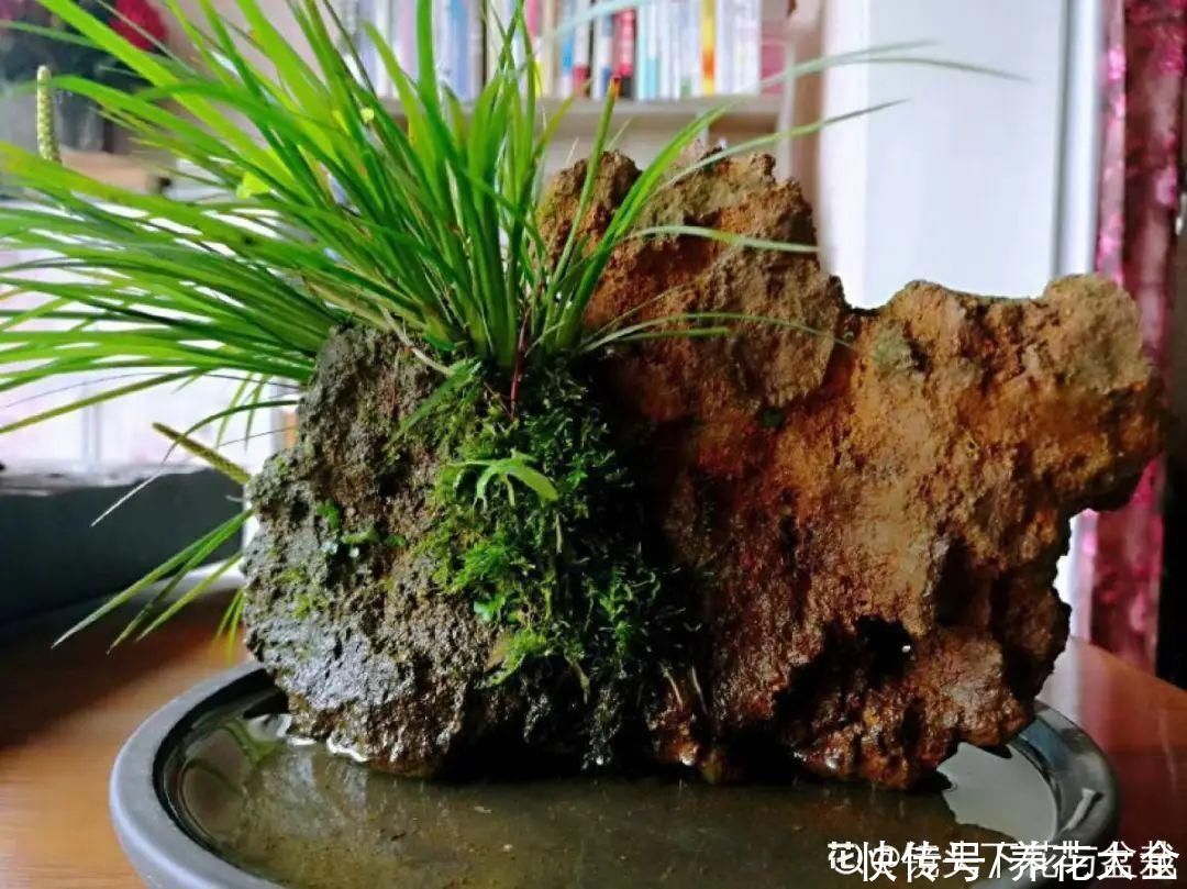 叶片|10种花太能喝水，一天一瓢水，7天爆满缸