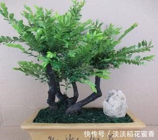 此花再贵,家里都要养2盆,除“细菌”驱害虫,价值珍贵增福气!