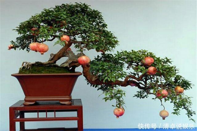 这3种果树养成盆景,放在家里观花结果两不误,寓意极好都很喜欢