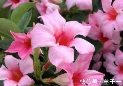 小雪后,养什么花?以下3种“健康花”,寓意健健康康平平安安