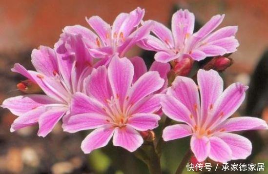 全年开花不停的几款花卉,花香四溢飘满屋,一盆就够了