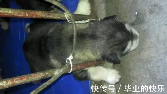 |搞笑动物越狱失败,原因为太胖、太笨、顾头不顾腚