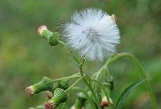 紫苏叶|在农村常被人们称作''救命草'',是指哪种野草