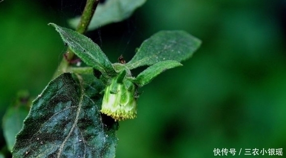 养猪|此野草，嚼2片叶子可治牙痛，人称“癞头草”，可别拿去喂猪了