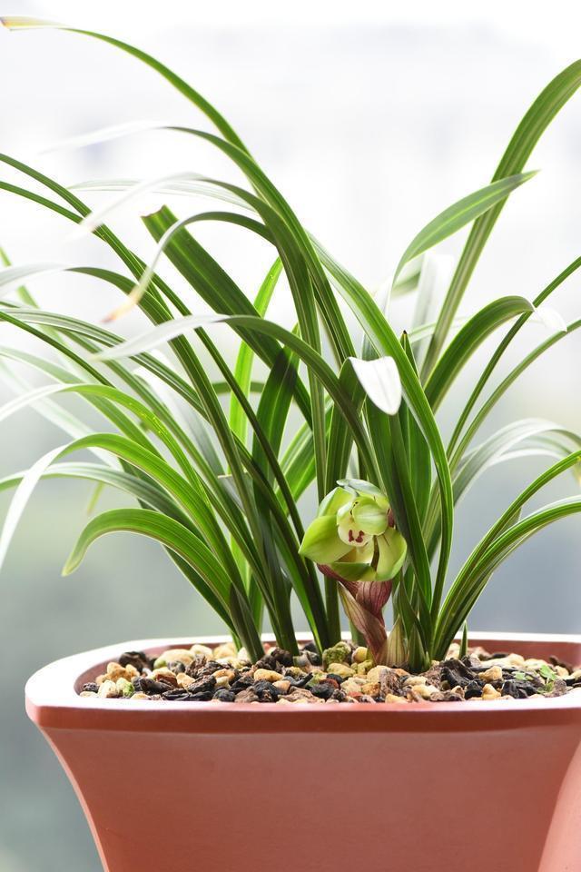 兰友养兰|兰花不开花,这个方式你试过了吗很多花友说很好用。