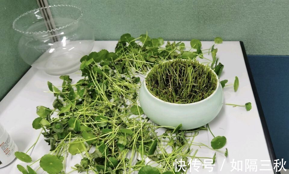 家里有5种花,春天记得“打头”修剪1下,这样才能长“饱满”