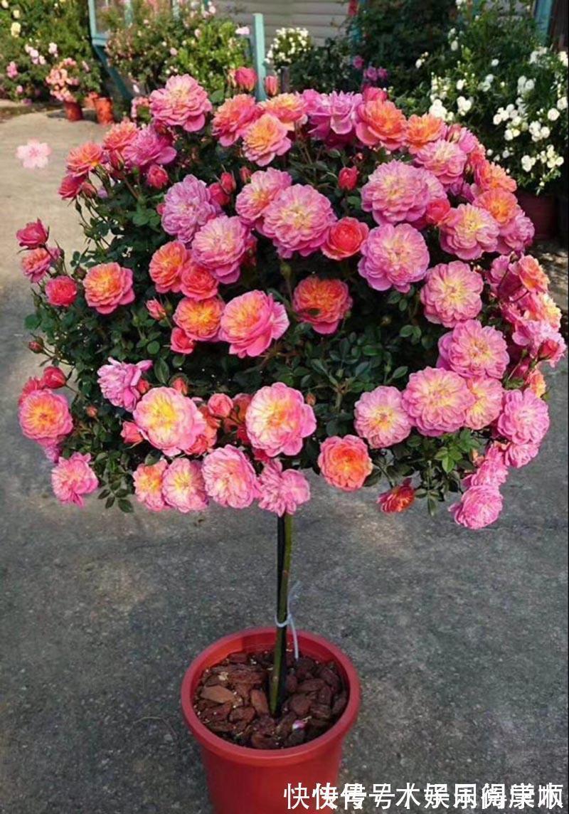 4种花要富养,根多“爱吃土”喜欢大花盆,用对了利于生长和开花