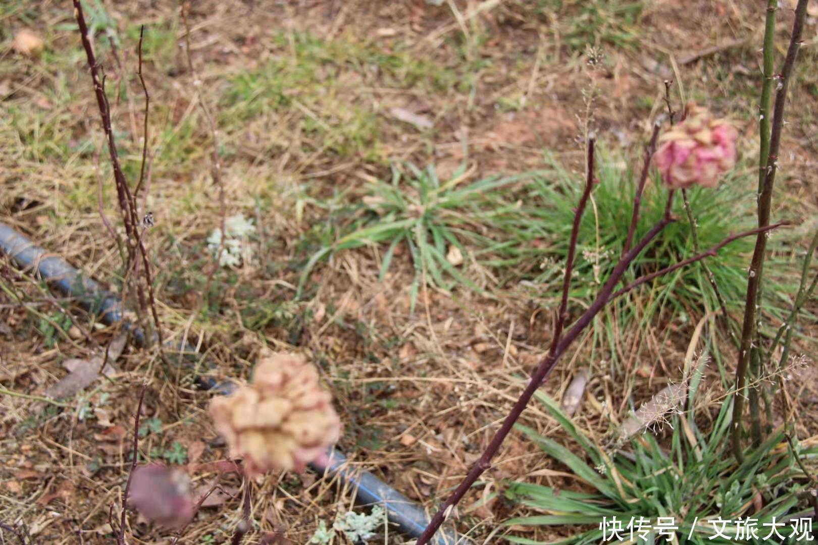 昆明冬日看花