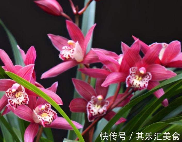 新手养兰花，教你一招叶子自然矮化，长势旺盛花苞更多