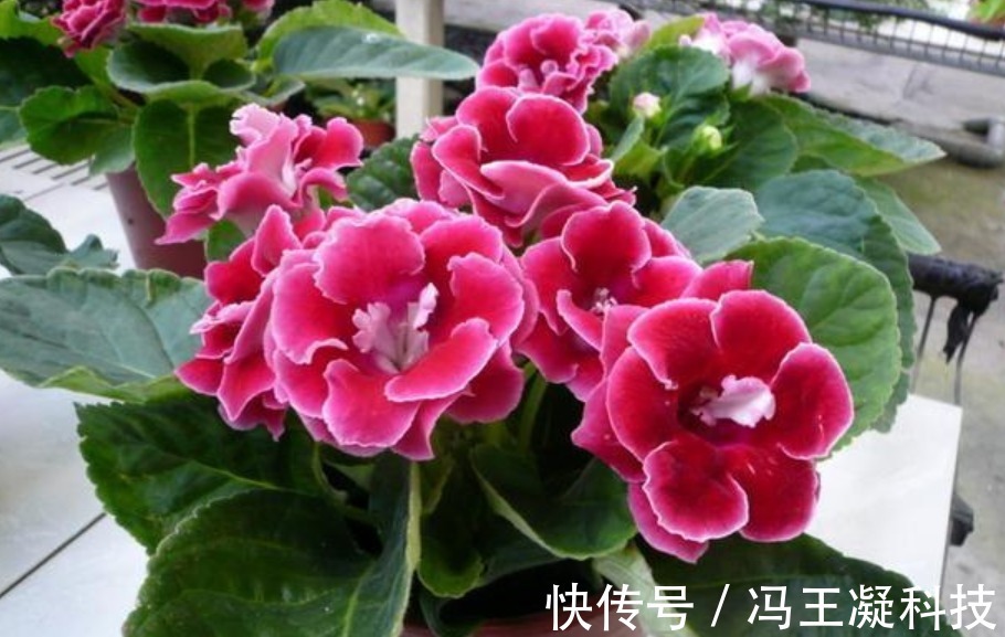 想要“大岩桐”开花不断,掌握“关键4点”就够了,比牡丹还漂亮