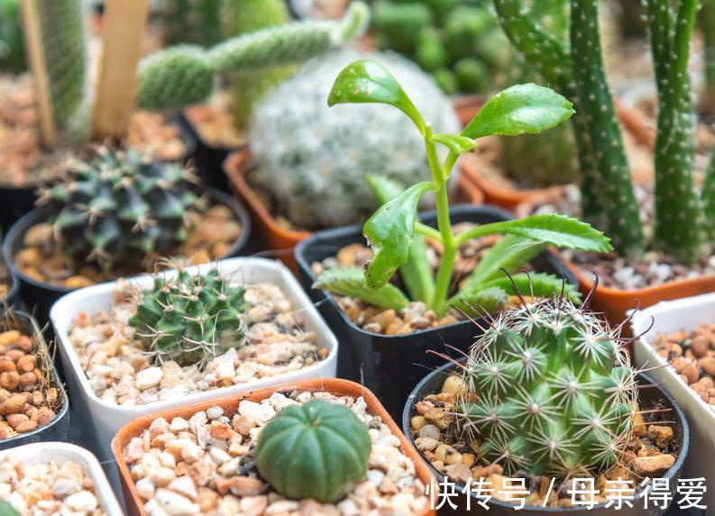 仙土|新手种植多肉这样配土，不但不会烂根掉叶，还能服盆好爆盆快