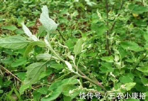 野草|过去是知名的害草，摇身一变成了”高钙菜“，现在城里一斤25元