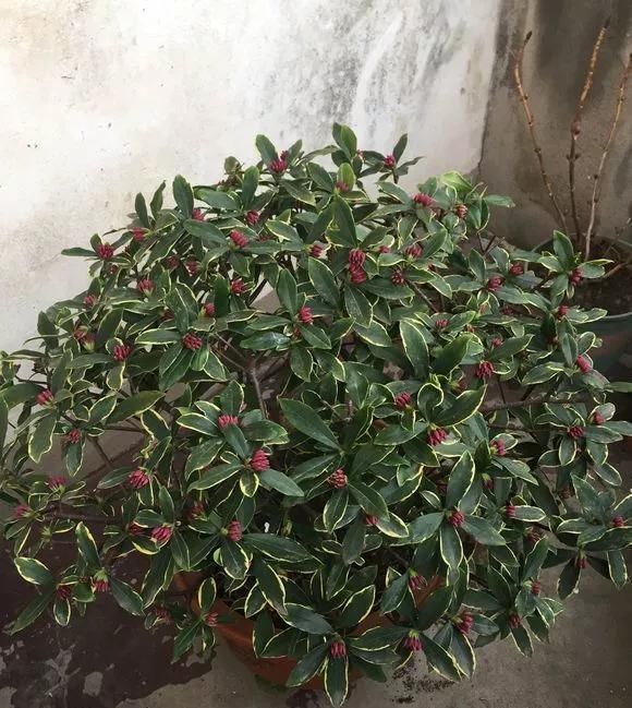 浇水|这3种花上档次，阳台养一盆，开花比香水还好闻