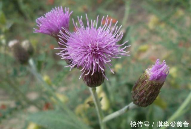 这种“野花”采摘要带工具，摘下直接煮水喝，对人身体好！