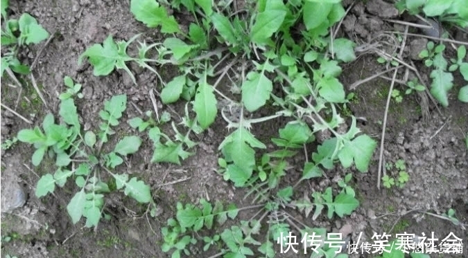 野味|农村有一种野味,叶子极为珍贵,外面一斤20元农村人都吃过