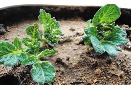 厨房吃剩的“2种菜”,随手丢盆里,秋天收获一大盆,太惊喜了