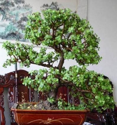 整容手术|嫌“马齿苋树”长得丑,给它做个“整容手术”,半年变“盆景”