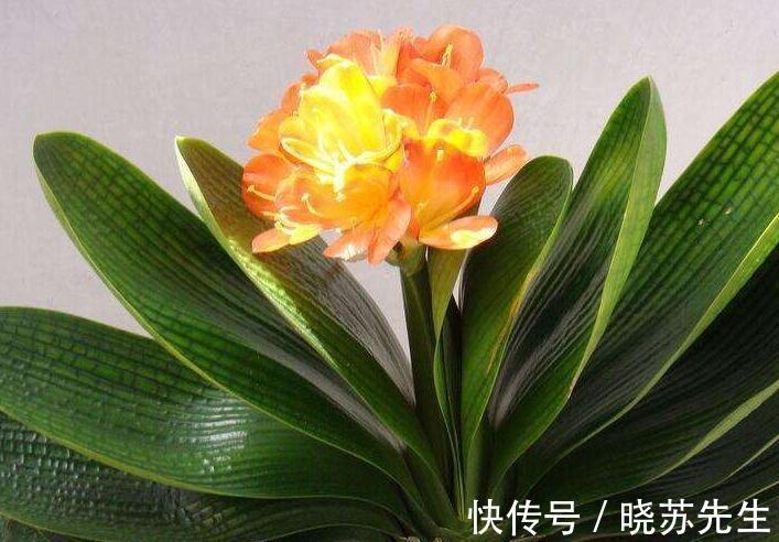 君子兰长期不开花,都是4种情况造成的,很多人都不晓得