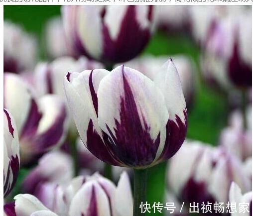 养花肥难找原来白糖才是最好有肥料,从此不用买高价花肥了