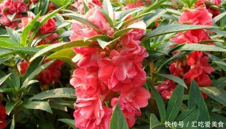 4种漂亮花,好打理,易爆盆,不仅花好看,名字也好听