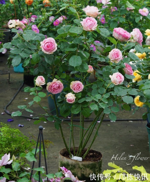 品种|10个最奇葩的月季品种,你可能一个都没见过!