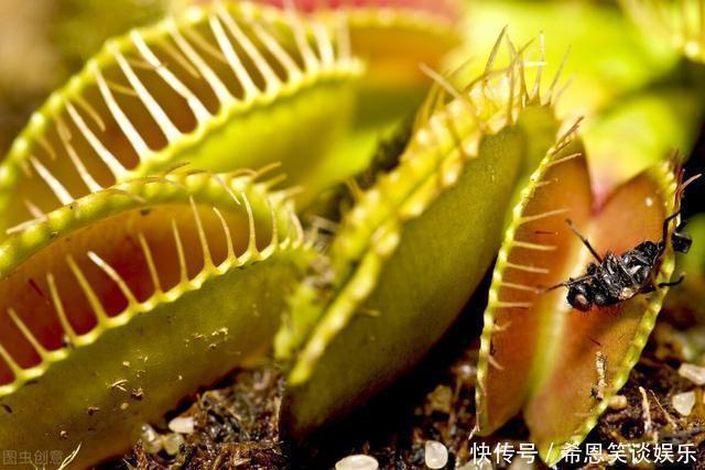 “难养”花草名单已公布,是有些花友的最爱,劝你早放弃