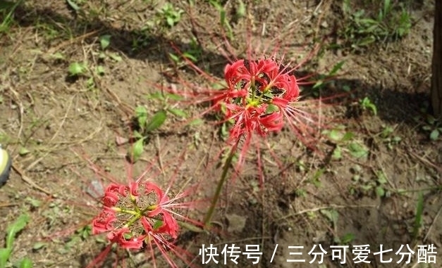 开花不见叶,花叶生生世世永不能相见的植物