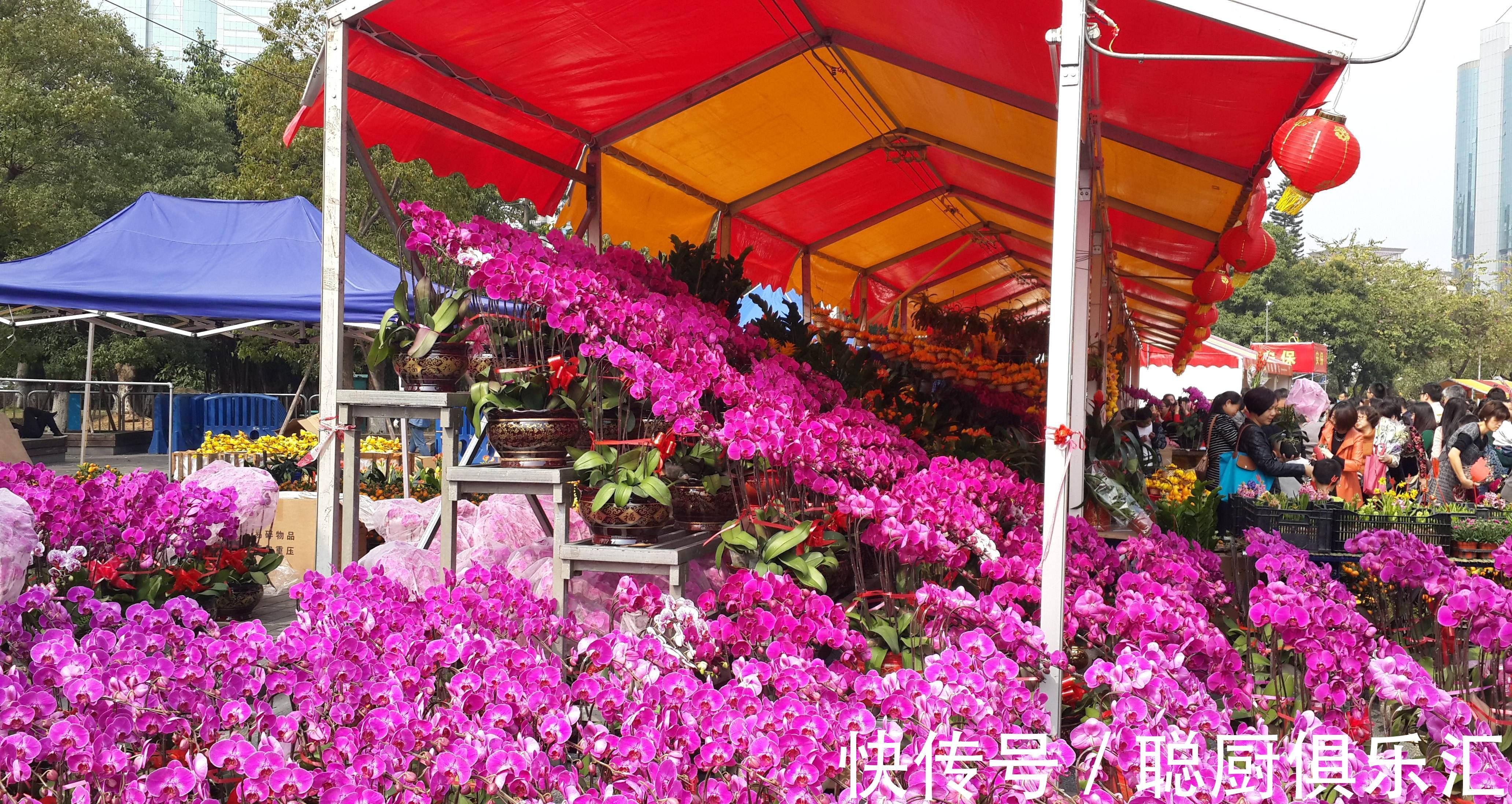 养花|逛花市的“小技巧”,低价花卉“随便淘”,大饱眼福又省钱