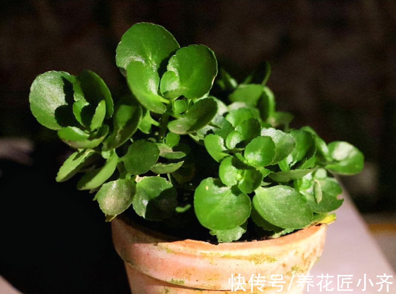 秋天可以叶插6种植物，一片叶子就能繁殖，养1年就能变大苗