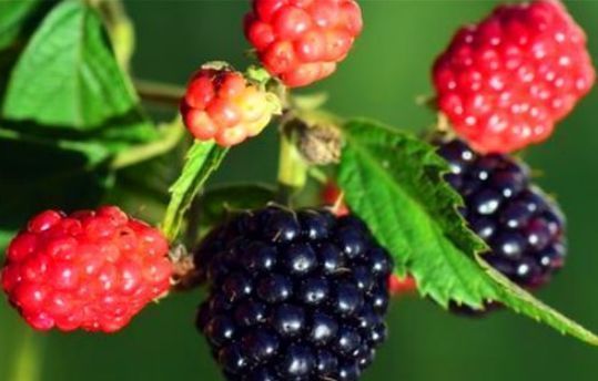黑莓|女性可以常吃3种食物，排毒养颜、延缓衰老，好处多多！