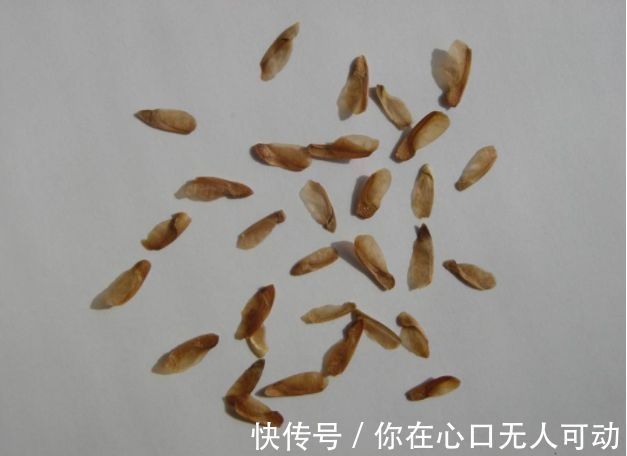 香椿树|香椿树上结的果实叫啥名有人花钱去农村收集,有什么用吗