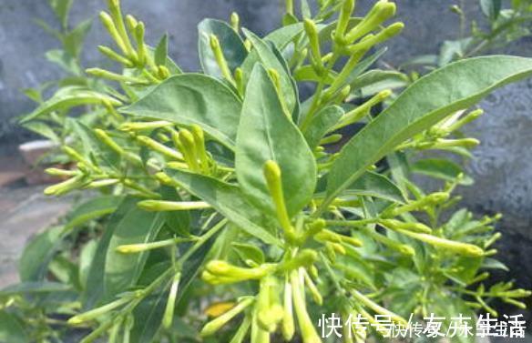 夜来香|家里若有这些绿植，赶紧扔掉，外表虽好看，却对健康没好处