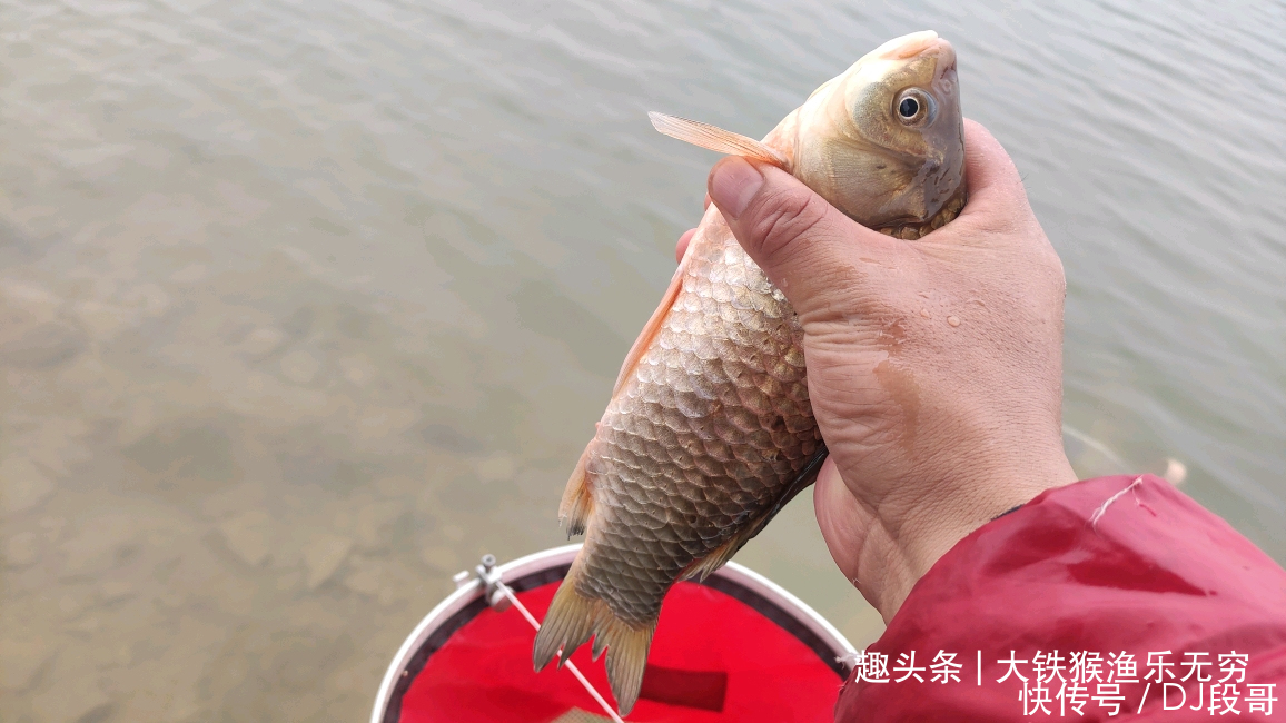 春野钓大板鲫|晚春野钓大板鲫的秘诀,不是我吹,用过后咬钩的都是大板鲫