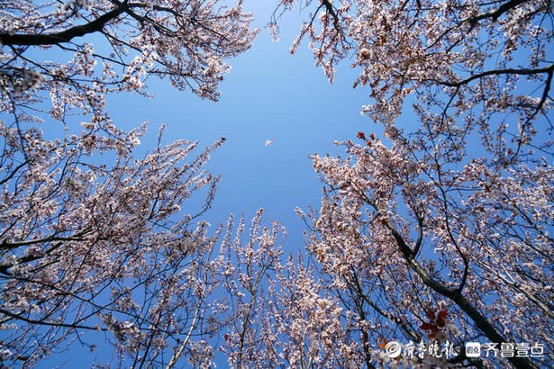 踏青赏花享春光，一起邂逅最美烟台四月天