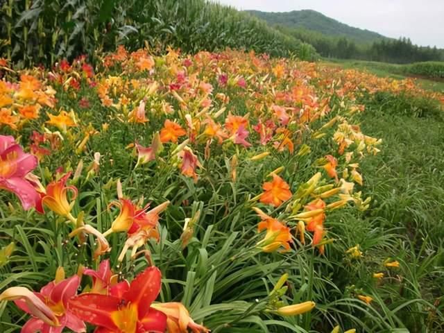 浅谈“6种”宿根花卉，好看好养，观赏性强绿化带很常见