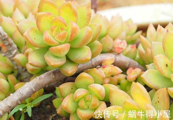 姬胧月|新手养多肉总是养不好,试试5个品种,皮实好养颜值高