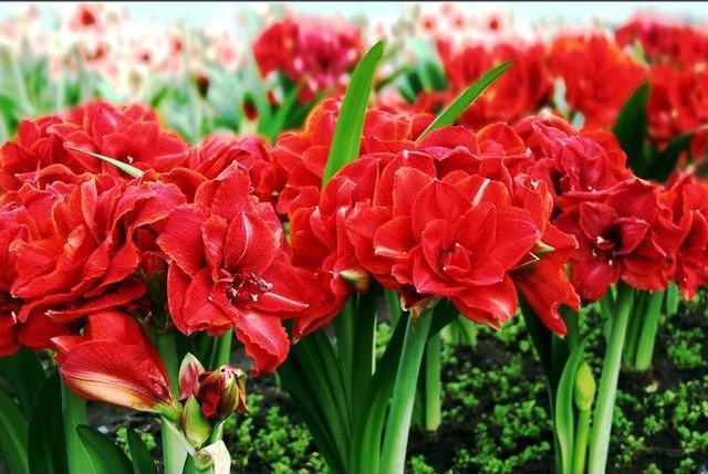 养护|朱顶红“傻长叶子”不开花一包一冻,温差大,花苞嗖嗖冒出来