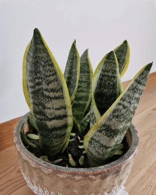 电脑旁养盆小绿植，明目护眼还能净化空气，跟着养护专家学起来吧